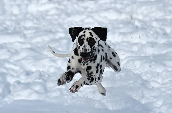 Lovely Dalmatian Dog Snow — Stock Photo, Image