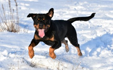 Karda bir rottweiler.