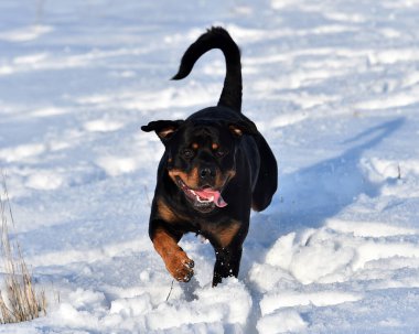 Karda bir rottweiler.