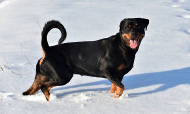 Karda bir rottweiler.