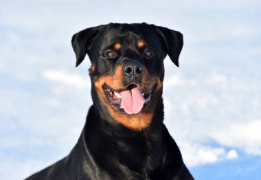 Karda bir rottweiler.