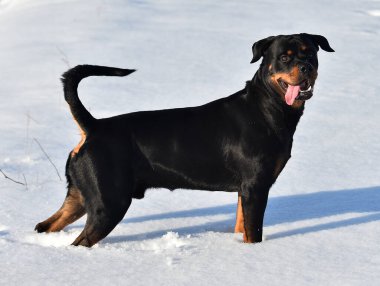 Karda bir rottweiler.