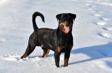Karda bir rottweiler.