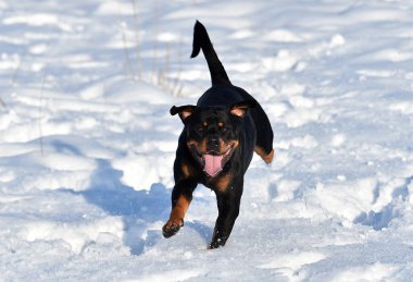 Karda bir rottweiler.