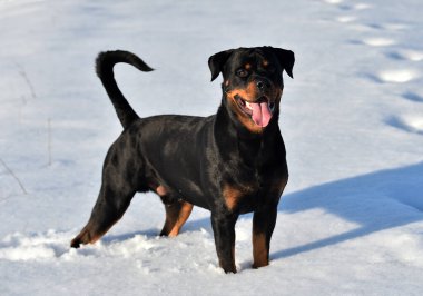 Karda bir rottweiler.