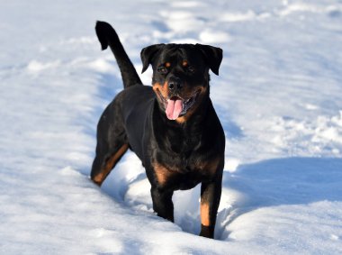 Karda bir rottweiler.