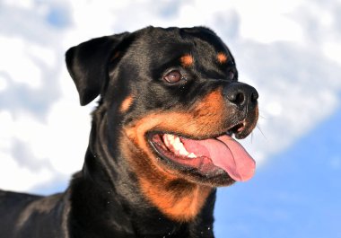 Karda bir rottweiler.