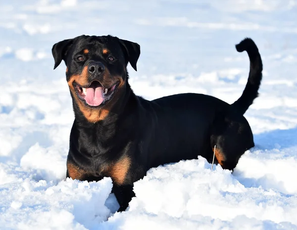 Rottweiler Neve — Fotografia de Stock