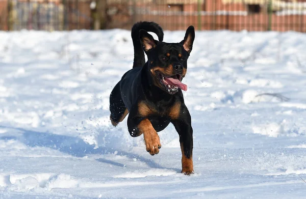 Rottweiler Snow — Stock Photo, Image