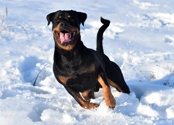 Rottweiler Snow — Stock Photo, Image