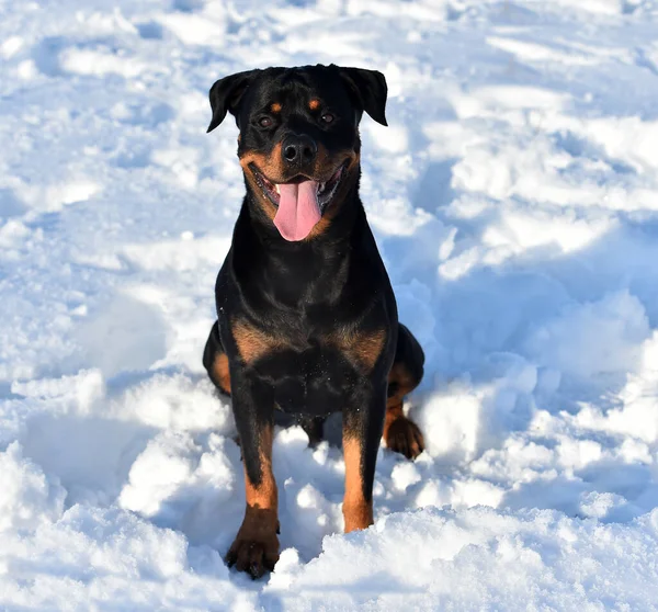 Rottweiler Snow — Stock Photo, Image