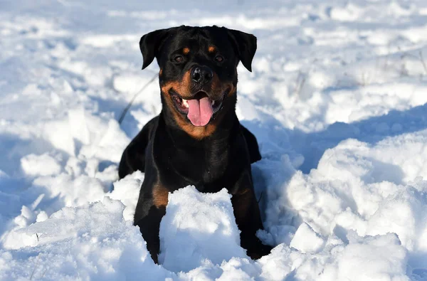 Rottweiler Snow — Stock Photo, Image