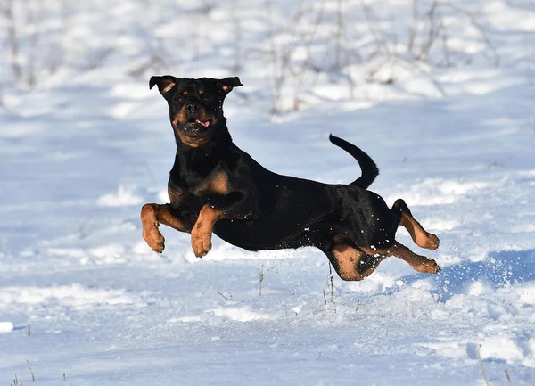 Rottweiler Snow — Stock Photo, Image