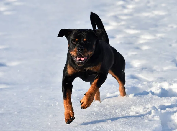 Rottweiler Snow — Stock Photo, Image