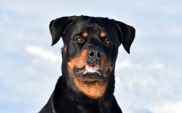 Egy Rottweiler Hóban — Stock Fotó
