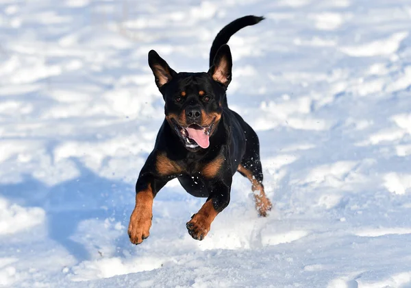 雪の中のトロツイラーは — ストック写真