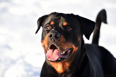 Karda güçlü bir rottweiler.