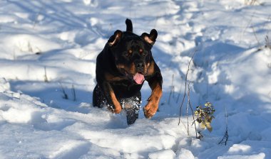 Karda güçlü bir rottweiler.