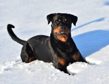 Karda güçlü bir rottweiler.
