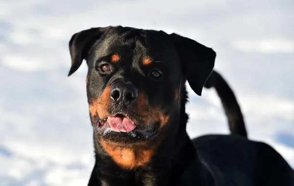 Stark Rottweiler Snön — Stockfoto