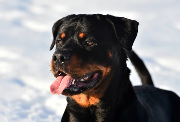 Stark Rottweiler Snön — Stockfoto