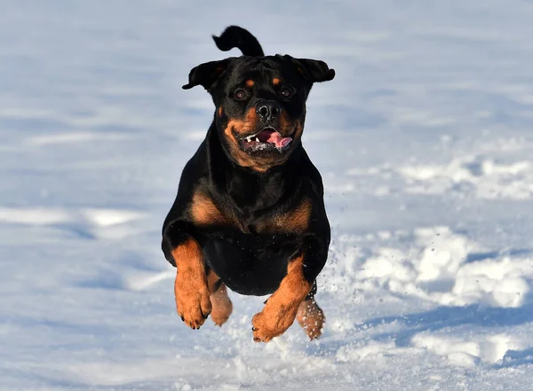 Strong Rottweiler Snow — Stock Photo, Image