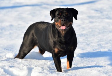 Karda güçlü bir rottweiler.