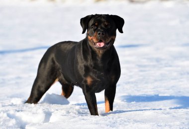 Karda güçlü bir rottweiler.