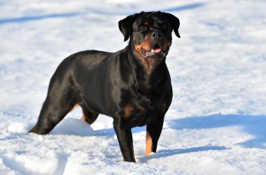 Karda güçlü bir rottweiler.