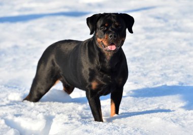 Karda güçlü bir rottweiler.