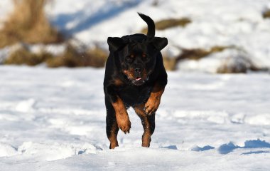 Karda güçlü bir rottweiler.