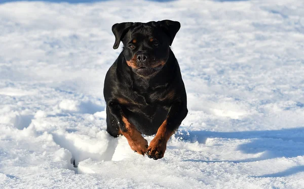 Ein Starker Rottweiler Schnee — Stockfoto