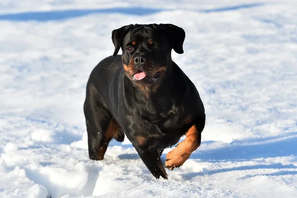 Ein Starker Rottweiler Schnee — Stockfoto