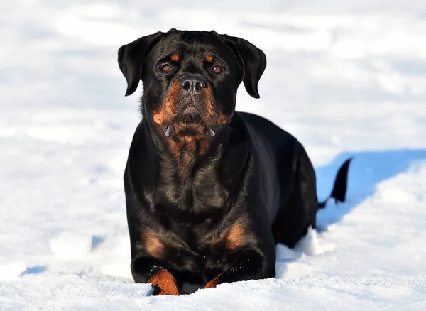 Rottweiler Fuerte Nieve —  Fotos de Stock