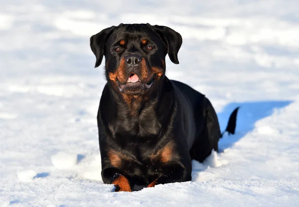 Ein Starker Rottweiler Schnee — Stockfoto