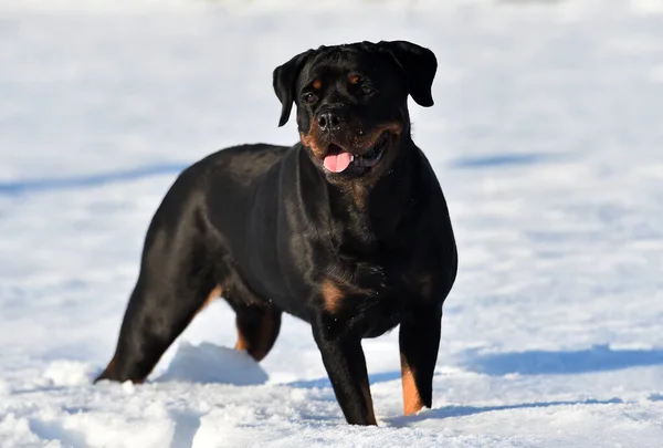 Strong Rottweiler Snow — Stock Photo, Image