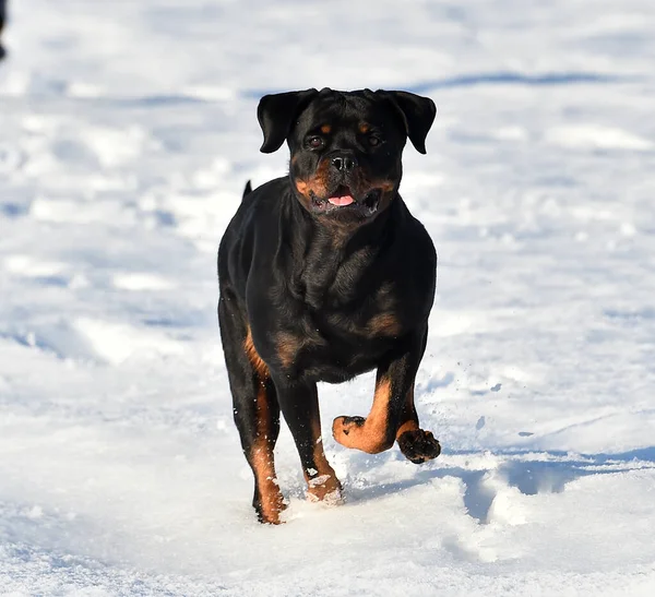 Rottweiler Fuerte Nieve —  Fotos de Stock