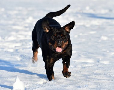 Karda güçlü bir rottweiler.