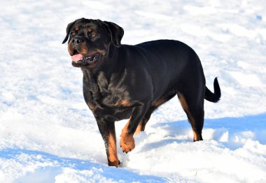 Karda güçlü bir rottweiler.