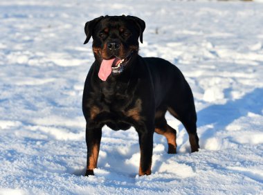 Karda güçlü bir rottweiler.