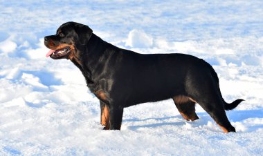 Karda güçlü bir rottweiler.