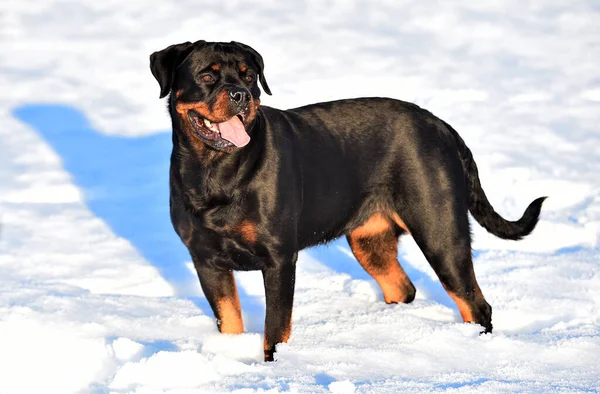 Stark Rottweiler Snön — Stockfoto