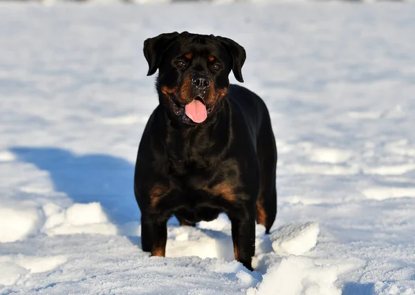 Rottweiler Fuerte Nieve —  Fotos de Stock