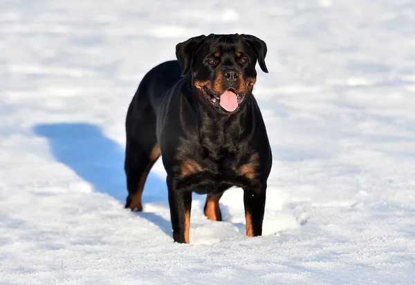 Strong Rottweiler Snow — Stock Photo, Image