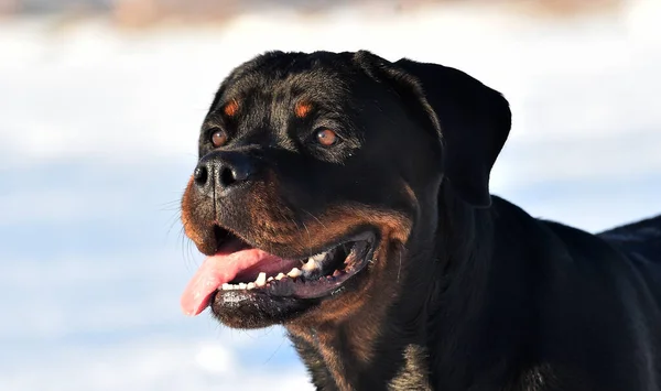 Egy Erős Rottweiler Hóban — Stock Fotó