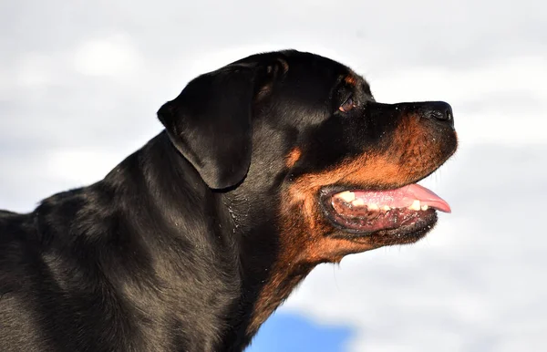 Stark Rottweiler Snön — Stockfoto