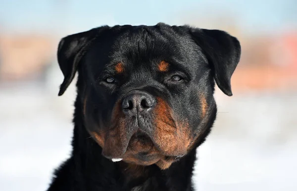 Stark Rottweiler Snön — Stockfoto