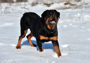Karda büyük bir Rottweiler köpeği