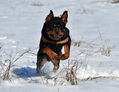 Karda büyük bir Rottweiler köpeği