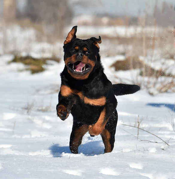 Gran Perro Rottweiler Nieve — Foto de Stock
